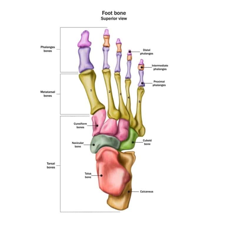 Foot bones illustration color coded